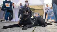 Ein Hund liegt vor dem Stand des Bundeswehrsozialdienstes