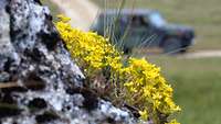 Mauerpfeffer mit gelben Blüten wächst auf Kalkstein, im Hintergrund ist unscharf ein geländegängiges Fahrzeug.